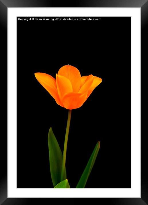 Tulip on black Framed Mounted Print by Sean Wareing