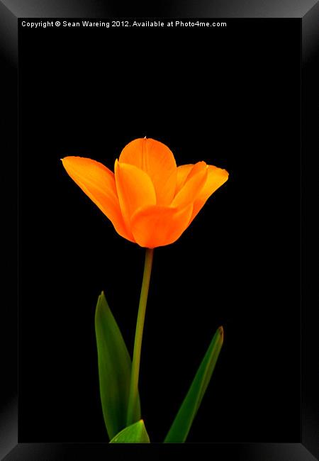 Tulip on black Framed Print by Sean Wareing