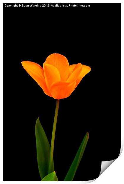 Tulip on black Print by Sean Wareing