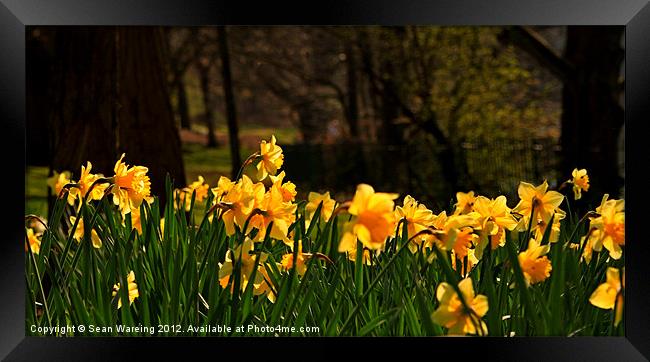 The Colors of spring Framed Print by Sean Wareing