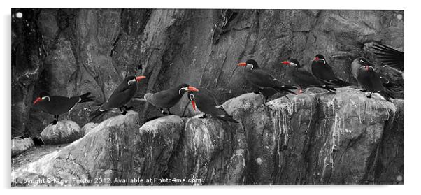 Penguins Acrylic by Creative Photography Wales
