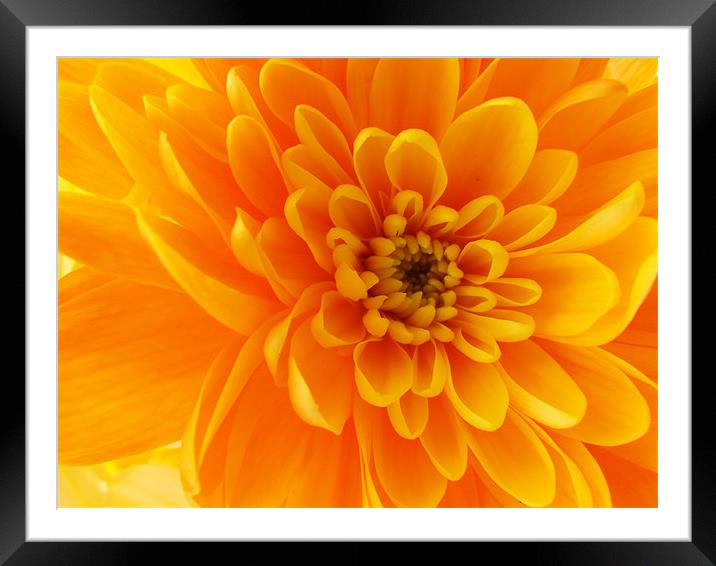 Summer Gold Framed Mounted Print by keith Davies