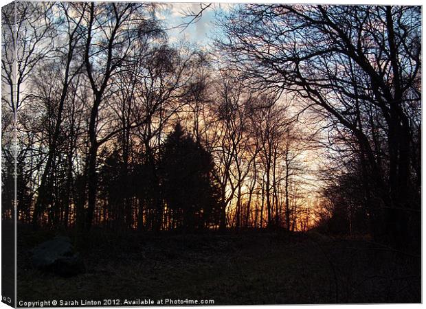 Forest Sunset Canvas Print by Sarah Osterman