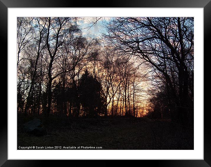 Forest Sunset Framed Mounted Print by Sarah Osterman