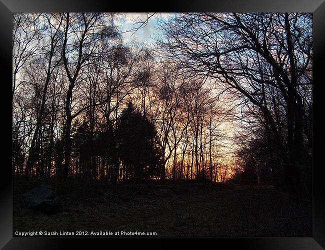 Forest Sunset Framed Print by Sarah Osterman