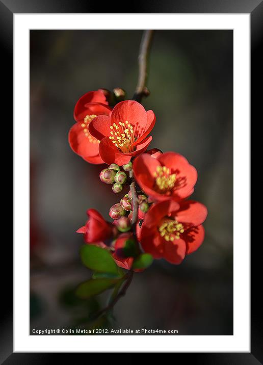 Red Flowering Quince Framed Mounted Print by Colin Metcalf