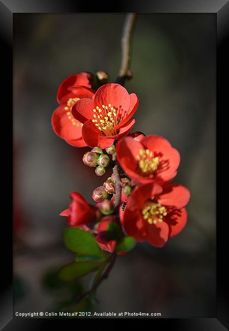 Red Flowering Quince Framed Print by Colin Metcalf