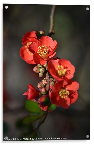 Red Flowering Quince Acrylic by Colin Metcalf
