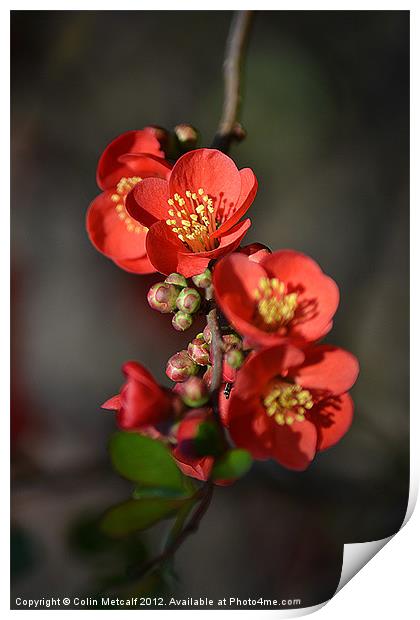 Red Flowering Quince Print by Colin Metcalf