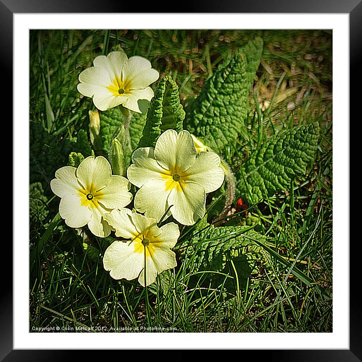 Spring Primrose Framed Mounted Print by Colin Metcalf