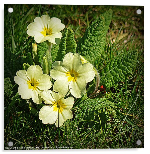 Spring Primrose Acrylic by Colin Metcalf