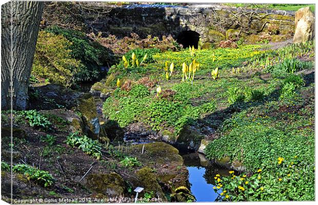 Spring's Awakening: Enchanting Harlow Carr Stream Canvas Print by Colin Metcalf