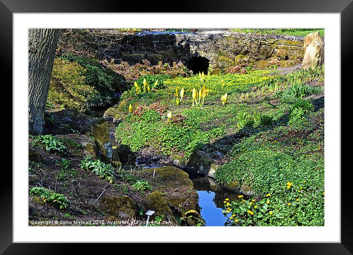 Spring's Awakening: Enchanting Harlow Carr Stream Framed Mounted Print by Colin Metcalf