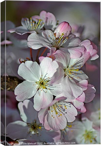 Pink Spring Blossom Canvas Print by Colin Metcalf