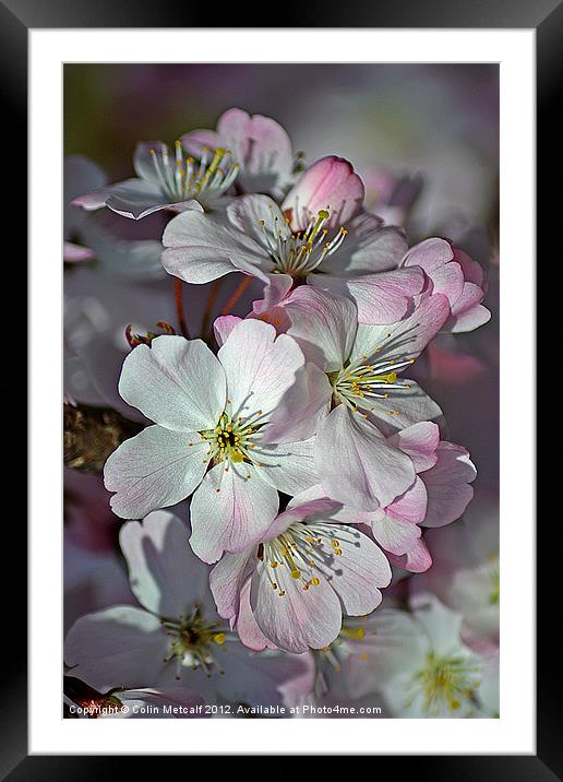 Pink Spring Blossom Framed Mounted Print by Colin Metcalf