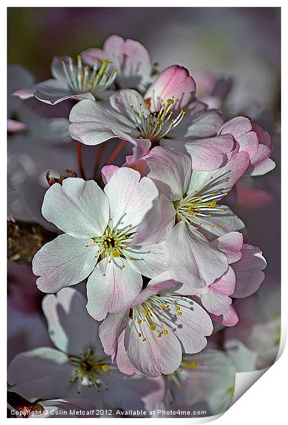 Pink Spring Blossom Print by Colin Metcalf