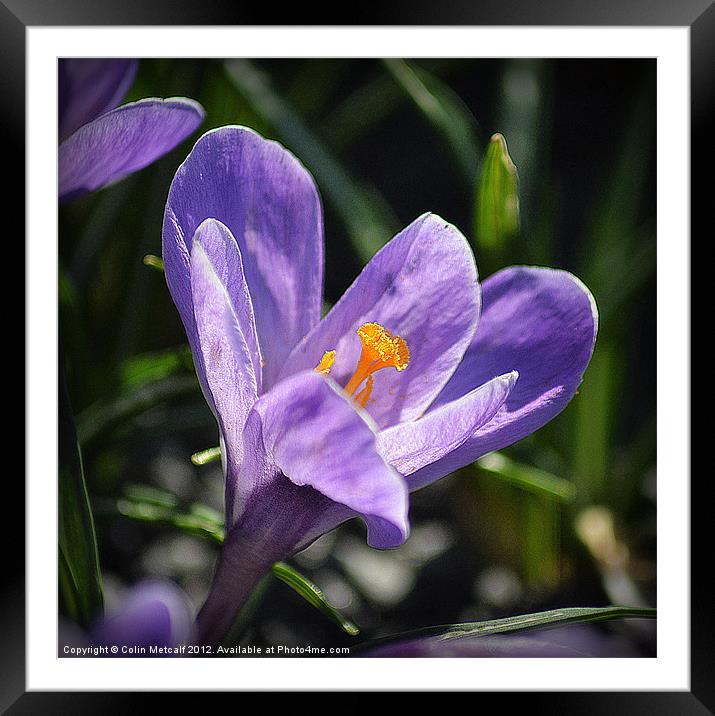 Mauve Crocus Framed Mounted Print by Colin Metcalf