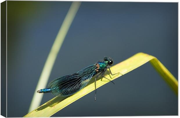 BANDED DEMOISELLE Canvas Print by Anthony R Dudley (LRPS)