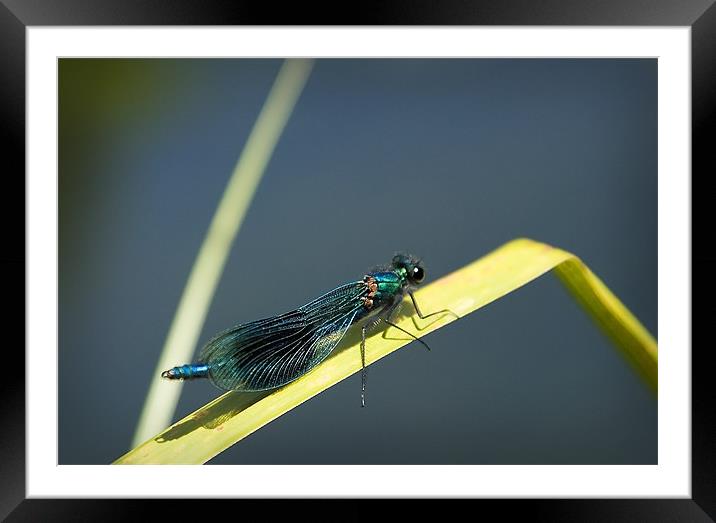 BANDED DEMOISELLE Framed Mounted Print by Anthony R Dudley (LRPS)