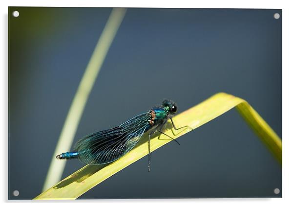 BANDED DEMOISELLE Acrylic by Anthony R Dudley (LRPS)