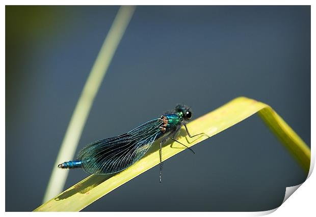 BANDED DEMOISELLE Print by Anthony R Dudley (LRPS)