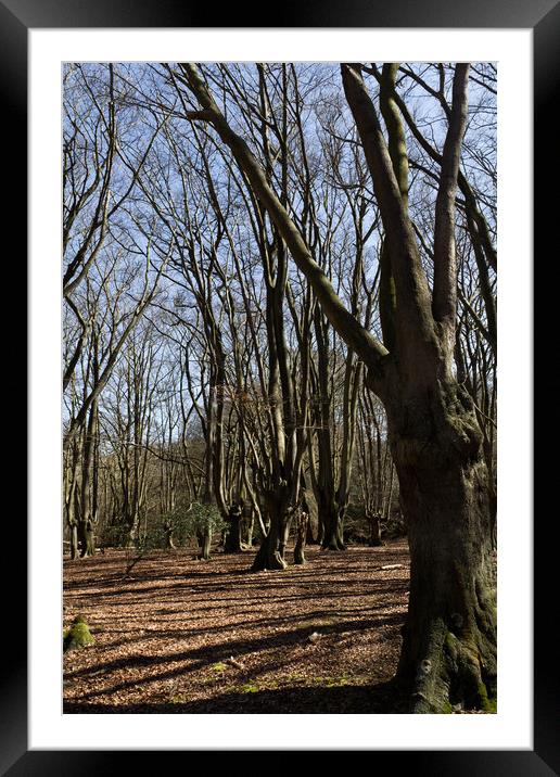 Epping  Forest Framed Mounted Print by David Pyatt