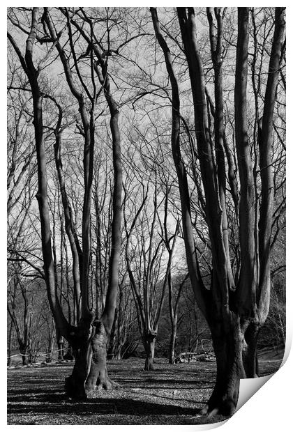 Epping  Forest Print by David Pyatt