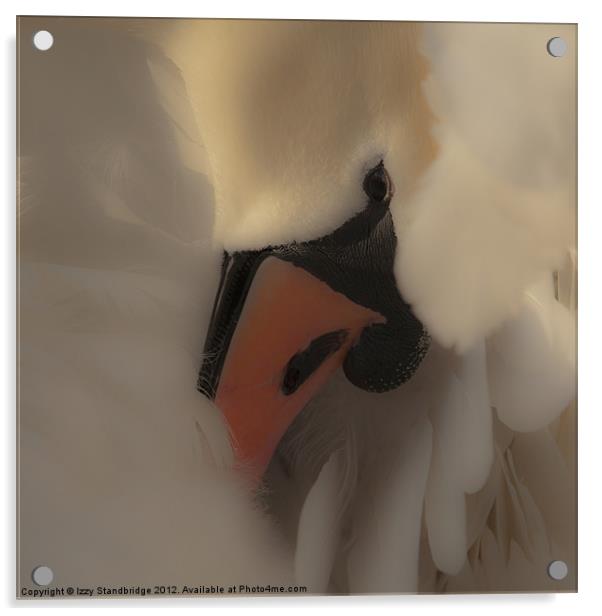 Soft swan close up Acrylic by Izzy Standbridge