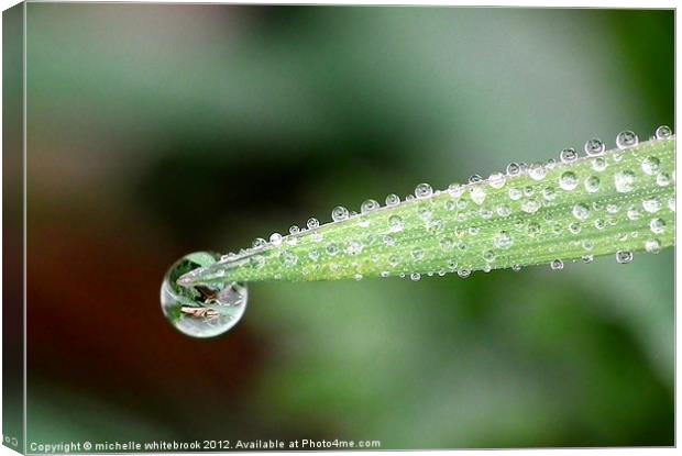 Morning Dew Canvas Print by michelle whitebrook