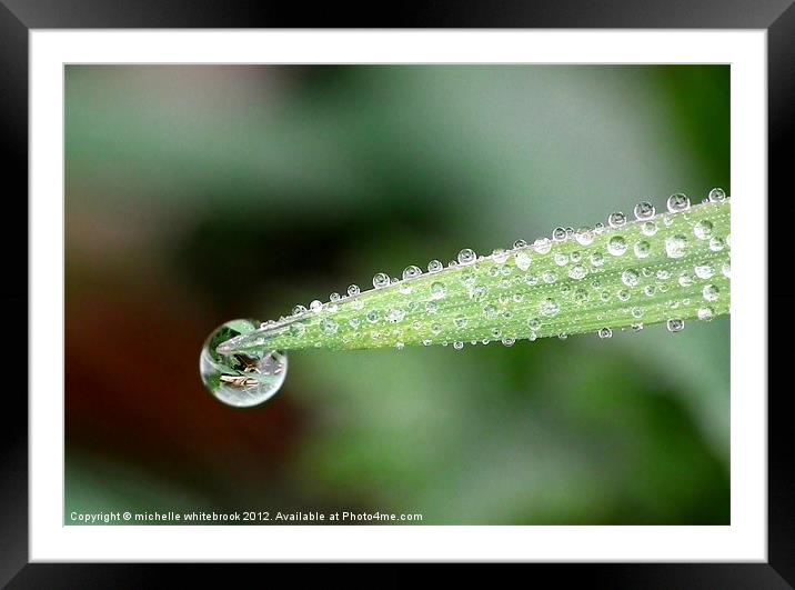 Morning Dew Framed Mounted Print by michelle whitebrook