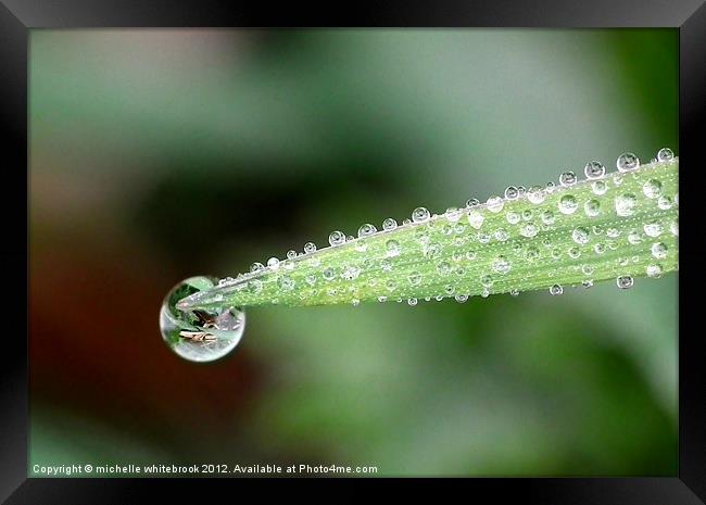 Morning Dew Framed Print by michelle whitebrook