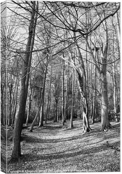Woods at Throxenby Mere Canvas Print by Elizabeth Wilson-Stephen