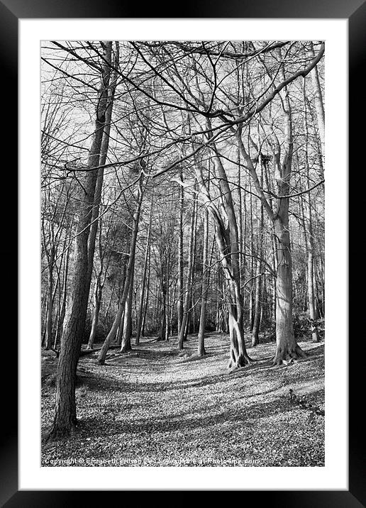 Woods at Throxenby Mere Framed Mounted Print by Elizabeth Wilson-Stephen