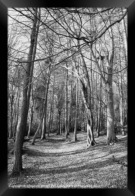 Woods at Throxenby Mere Framed Print by Elizabeth Wilson-Stephen