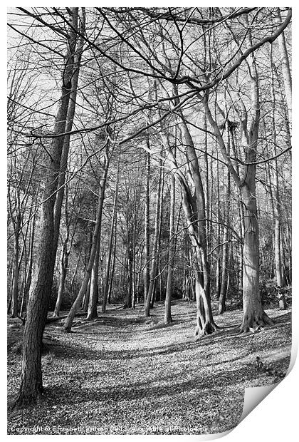 Woods at Throxenby Mere Print by Elizabeth Wilson-Stephen
