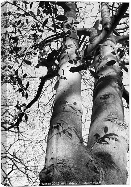 Tree Shadows Canvas Print by Elizabeth Wilson-Stephen