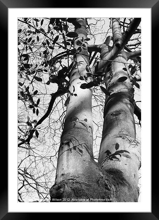 Tree Shadows Framed Mounted Print by Elizabeth Wilson-Stephen