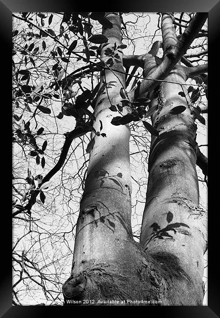 Tree Shadows Framed Print by Elizabeth Wilson-Stephen