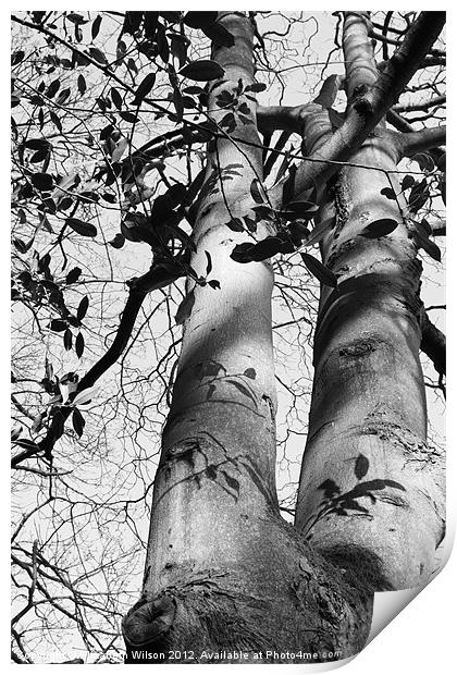 Tree Shadows Print by Elizabeth Wilson-Stephen