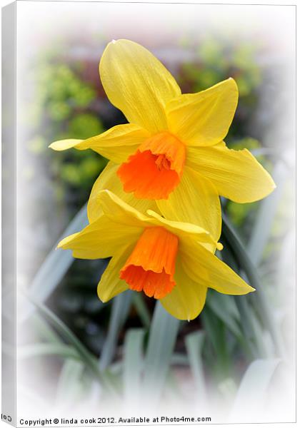delightful garden daffodils Canvas Print by linda cook