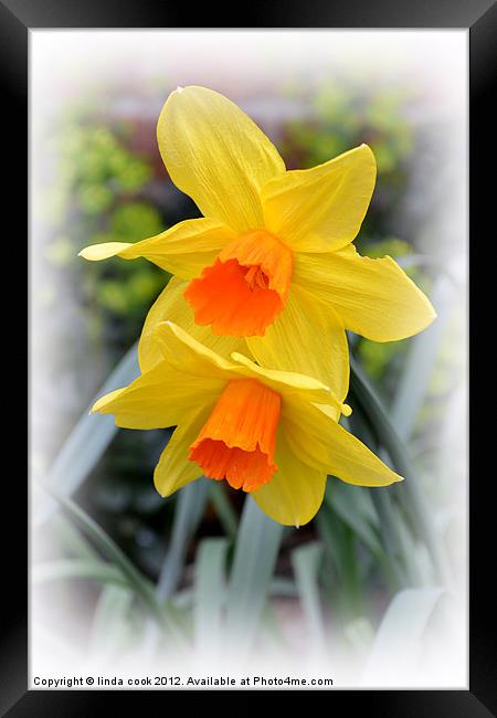 delightful garden daffodils Framed Print by linda cook