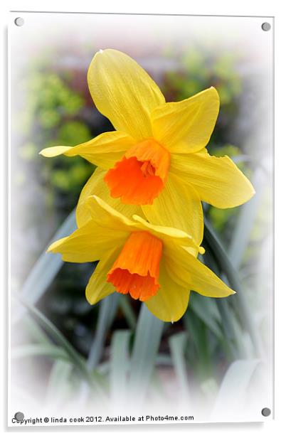 delightful garden daffodils Acrylic by linda cook