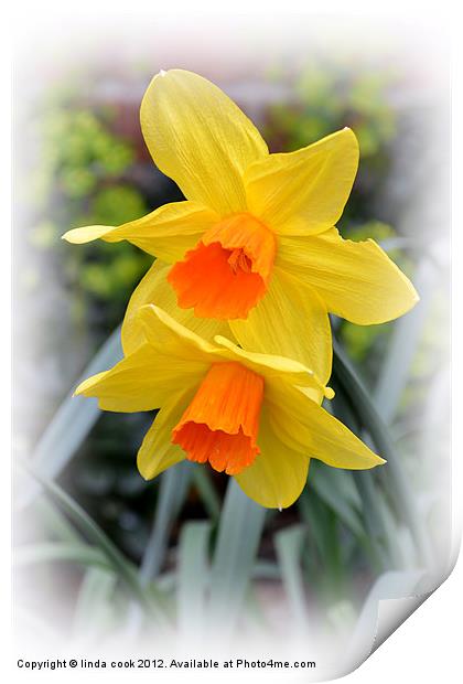 delightful garden daffodils Print by linda cook