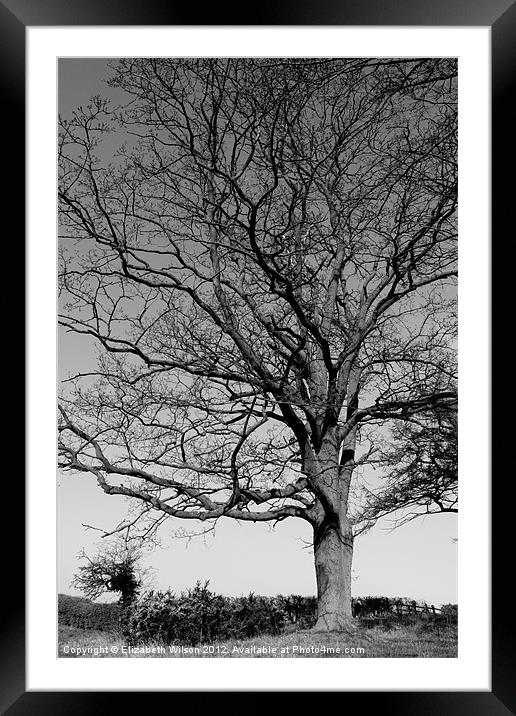 Proud Tree Framed Mounted Print by Elizabeth Wilson-Stephen