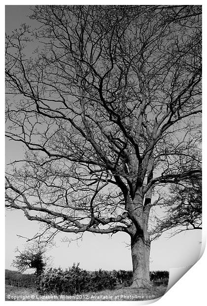 Proud Tree Print by Elizabeth Wilson-Stephen