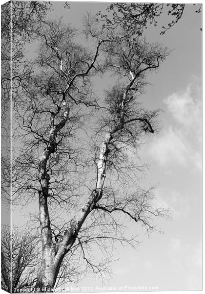 Tree and Sky Canvas Print by Elizabeth Wilson-Stephen