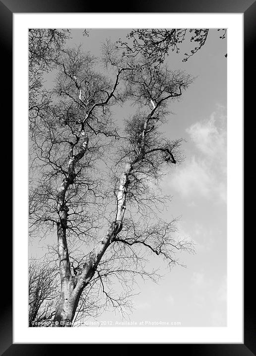 Tree and Sky Framed Mounted Print by Elizabeth Wilson-Stephen