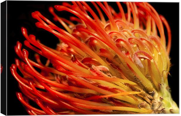 Protea Canvas Print by Mary Lane