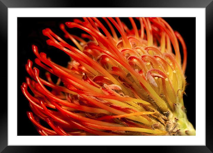 Protea Framed Mounted Print by Mary Lane