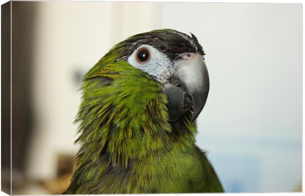 Mojo after his bath! Canvas Print by Jane Macaskill